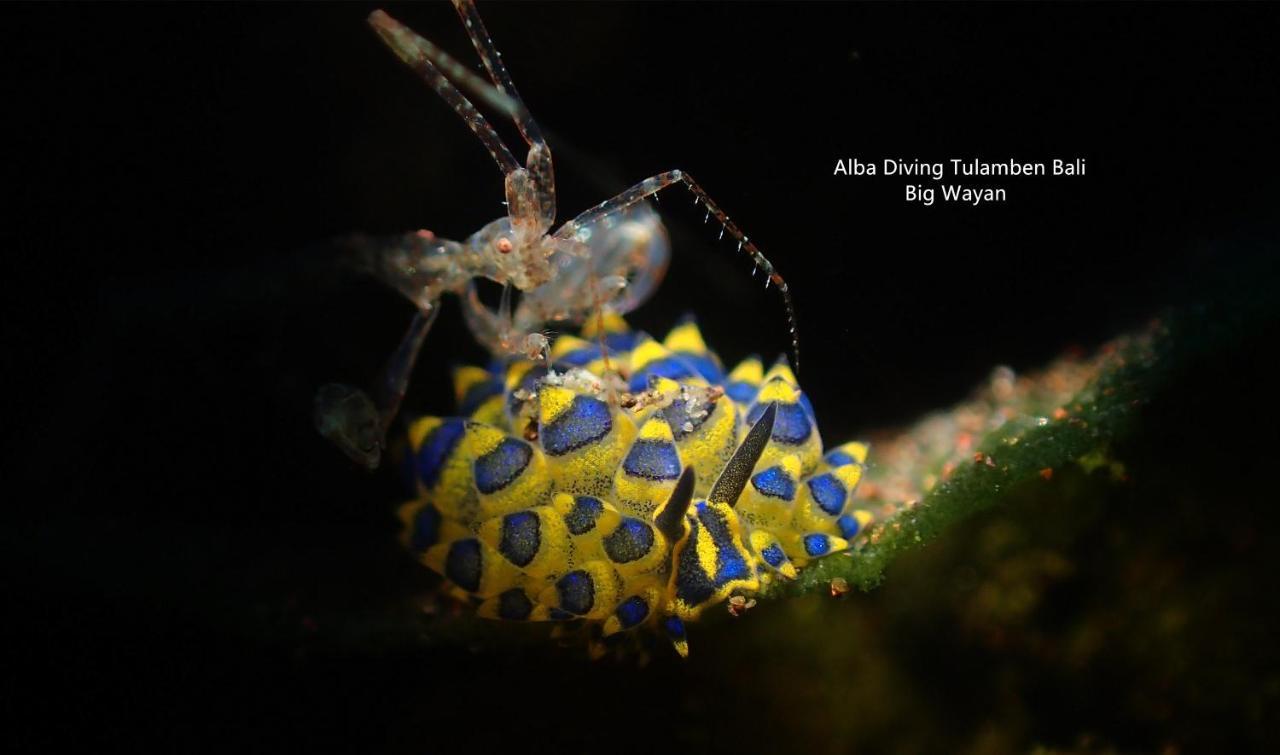 Villa Alba Bali Dive Resort Tulamben Esterno foto